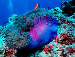 Palau Scuba Diving Holiday. Clownfish and anemone.